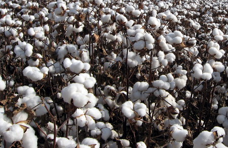 棉花库存中每张的吨数是如何规定的?这个规定对库存管理有何意义? 第1张 棉花库存中每张的吨数是如何规定的?这个规定对库存管理有何意义? 第1张